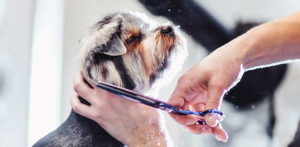 Pet Grooming Chastain Veterinary Medical Group