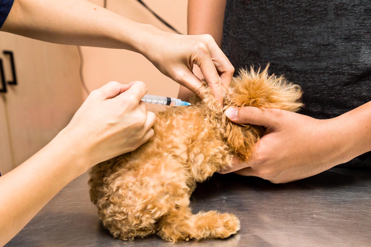 how do you treat hepatitis in dogs