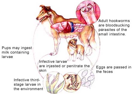 Hookworm Infection – Chastain Veterinary Medical Group