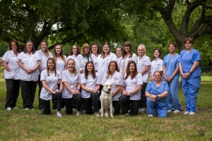 Chastain Veterinary Medical Group – Providing routine and emergency care  for companion animals