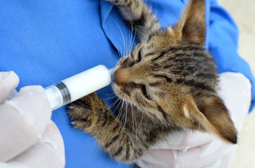 Feline Distemper – Chastain Veterinary Medical Group